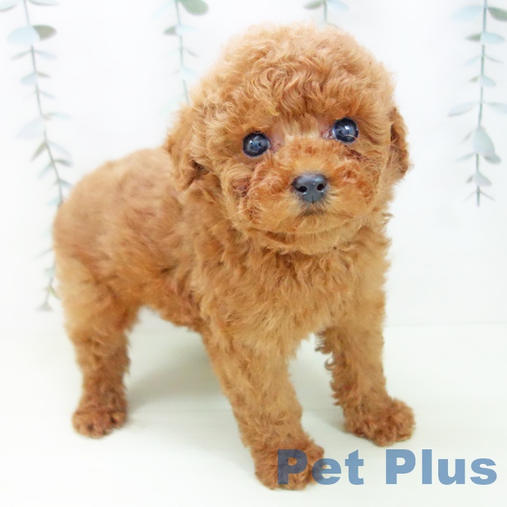 岐阜県のトイプードル(トイ) (ペットプラス 各務原店/2026年1月11日生まれ/男の子/レッド)の子犬の1枚目の画像
