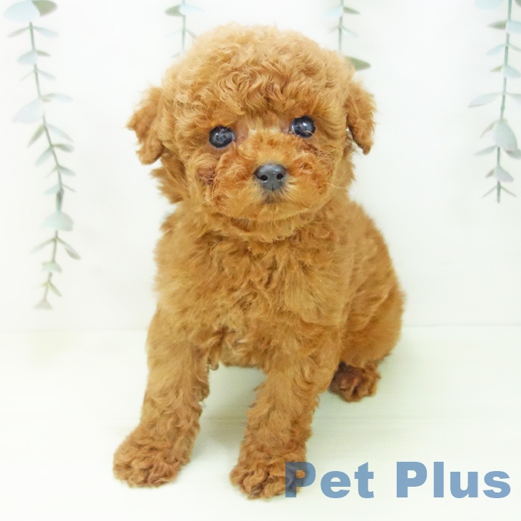 岐阜県のトイプードル(トイ) (ペットプラス 各務原店/2026年1月11日生まれ/男の子/レッド)の子犬の2枚目の画像