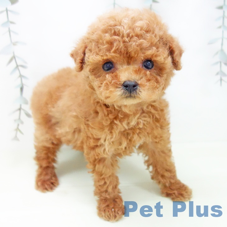 トイ・プードル