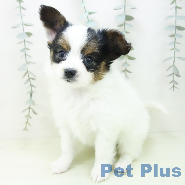 パピヨンの写真2