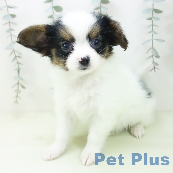 パピヨンの写真2