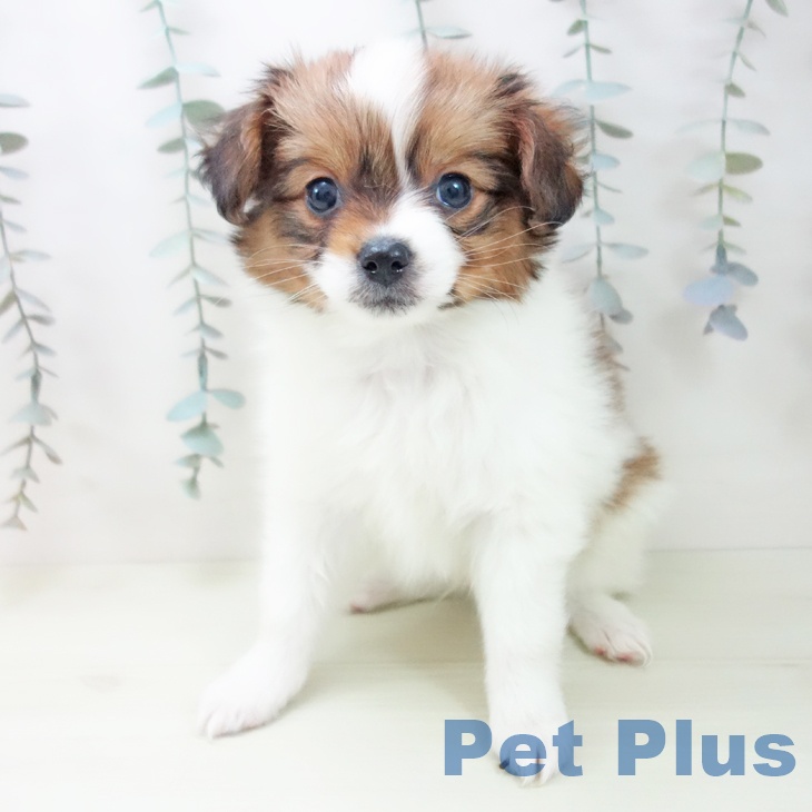 パピヨンの写真2