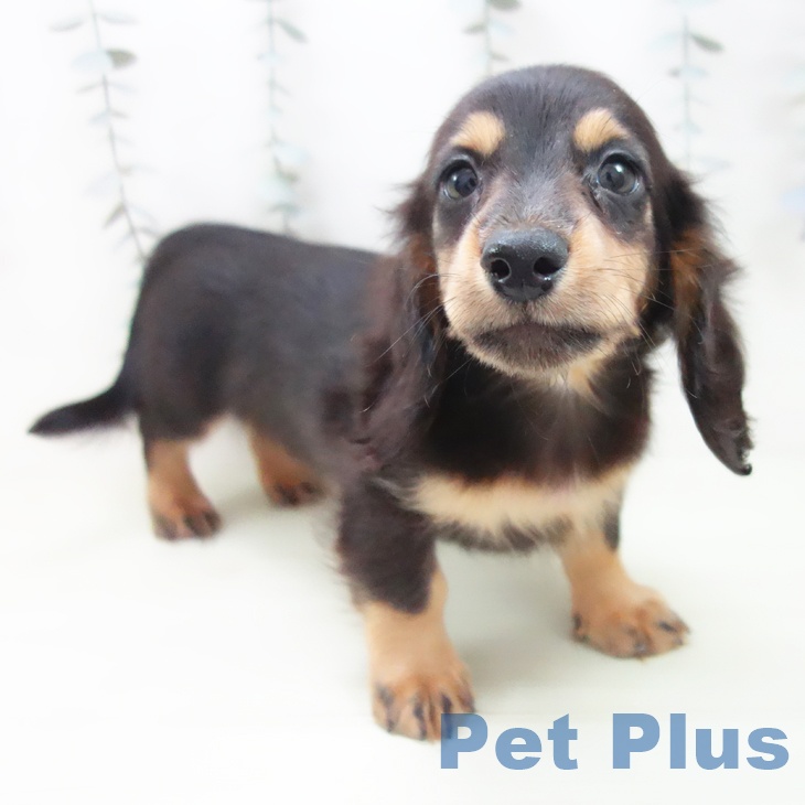 ミニチュア・ダックスフンド