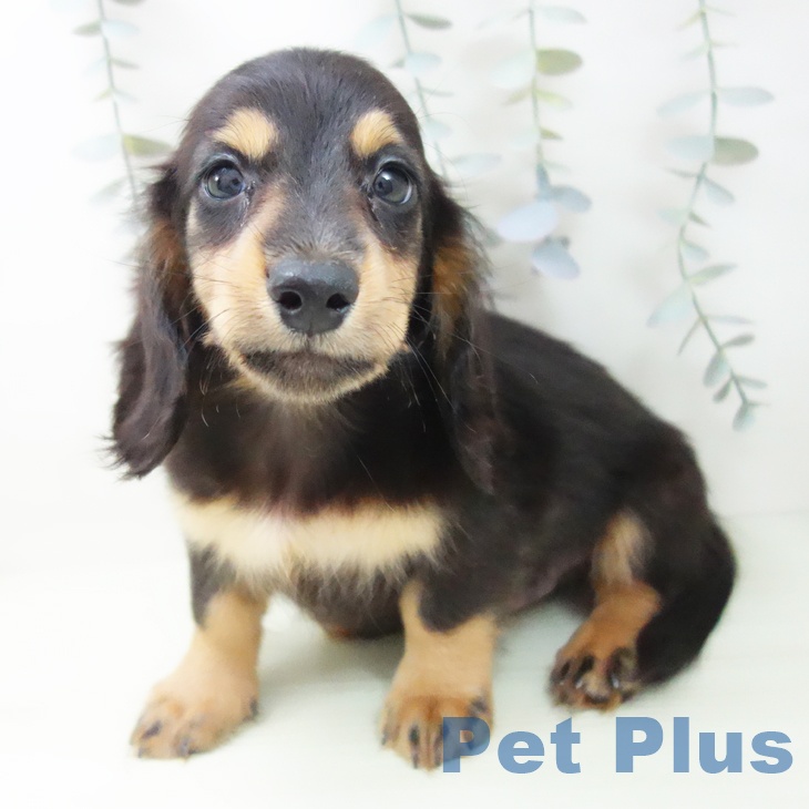 ミニチュア・ダックスフンドの写真2