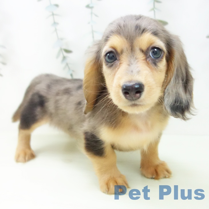 ミニチュア・ダックスフンド