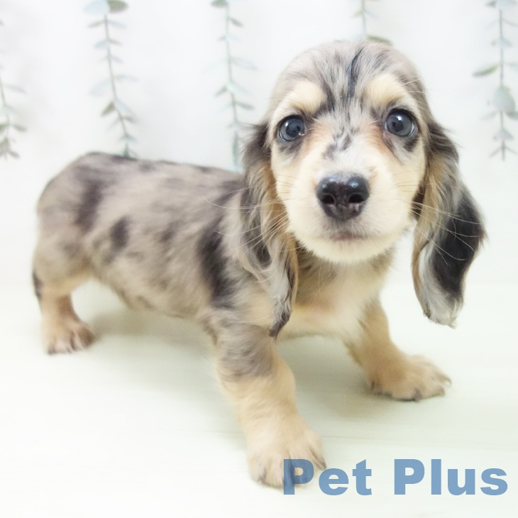 ミニチュア・ダックスフンド