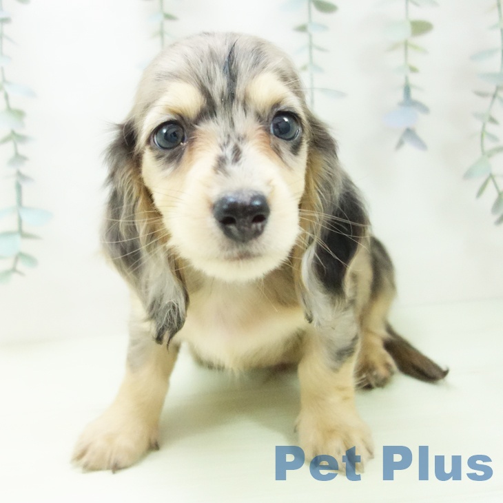 ミニチュア・ダックスフンドの写真2