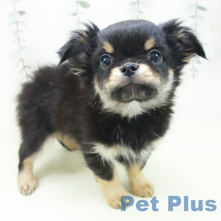 愛知県のチワワ(ロング) (ペットプラス 豊橋牧野店/2026年1月22日生まれ/男の子/ブラックタン)の子犬