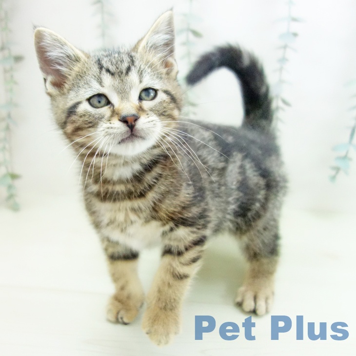 アメリカンショートヘア