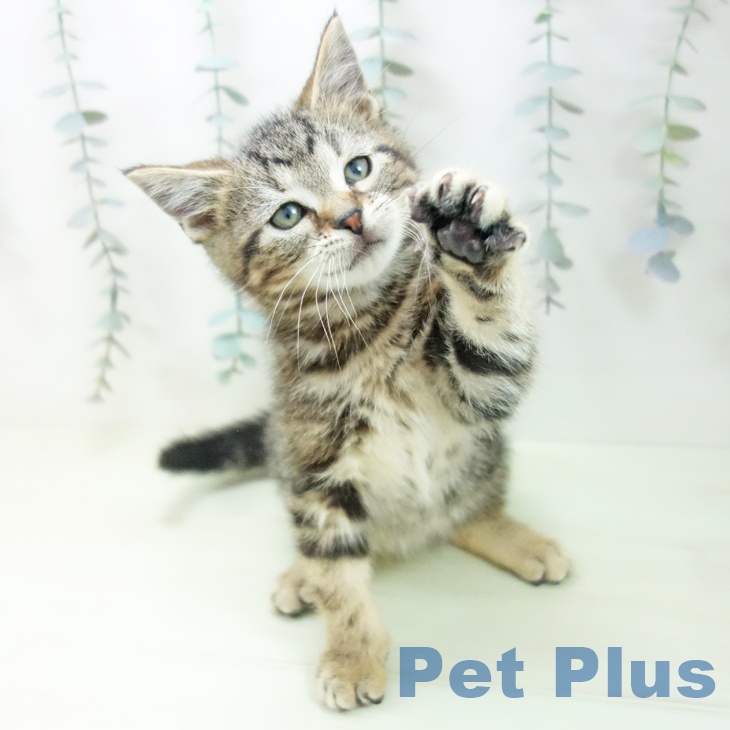 アメリカンショートヘアの写真2