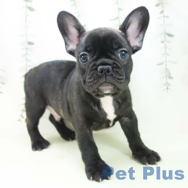 フレンチ・ブルドッグ