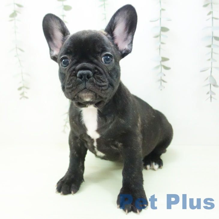 フレンチ・ブルドッグの写真2