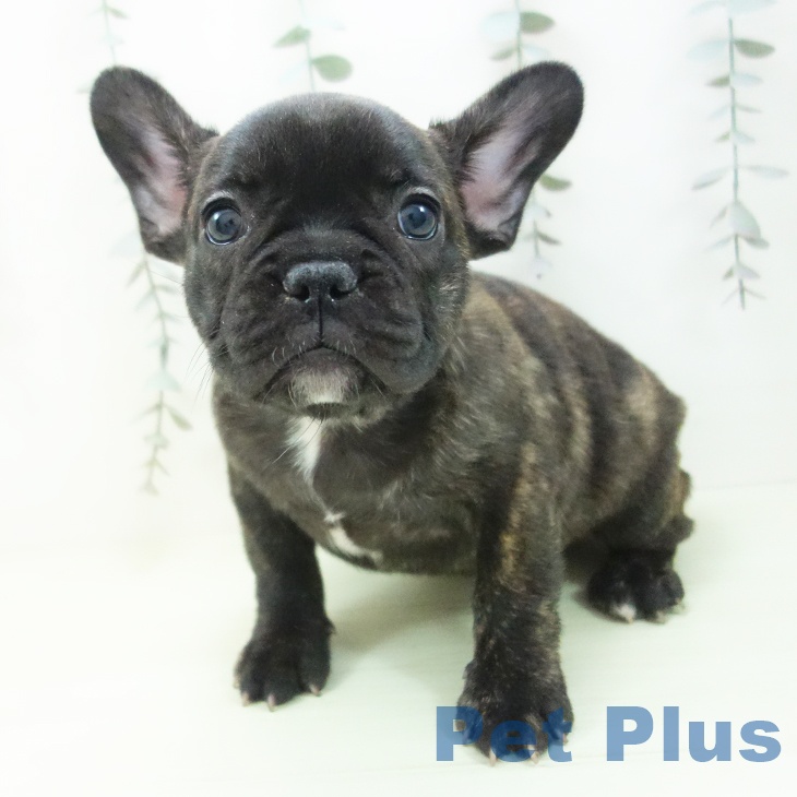 フレンチ・ブルドッグ