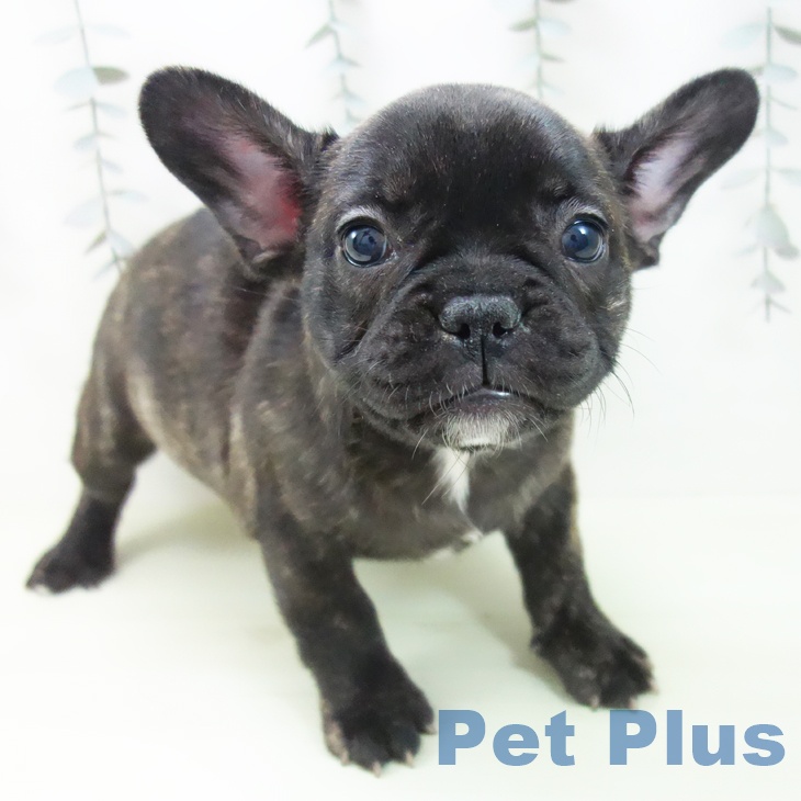 フレンチ・ブルドッグ