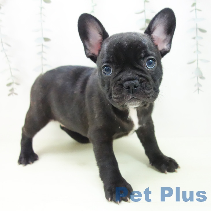 岐阜県のフレンチブルドッグ (ペットプラス 各務原店/2026年1月19日生まれ/女の子/ブリンドル)の子犬の1枚目の画像