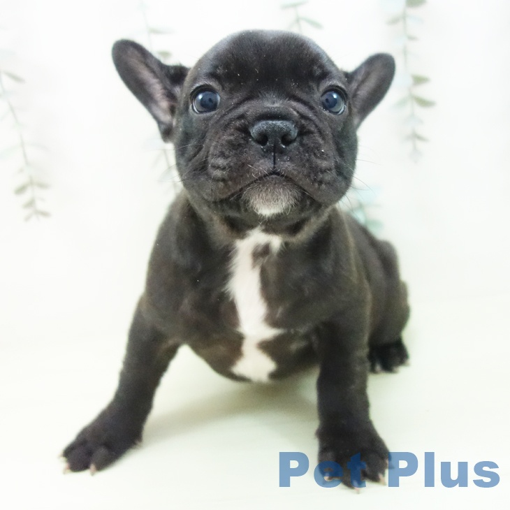 岐阜県のフレンチブルドッグ (ペットプラス 各務原店/2026年1月19日生まれ/女の子/ブリンドル)の子犬の2枚目の画像