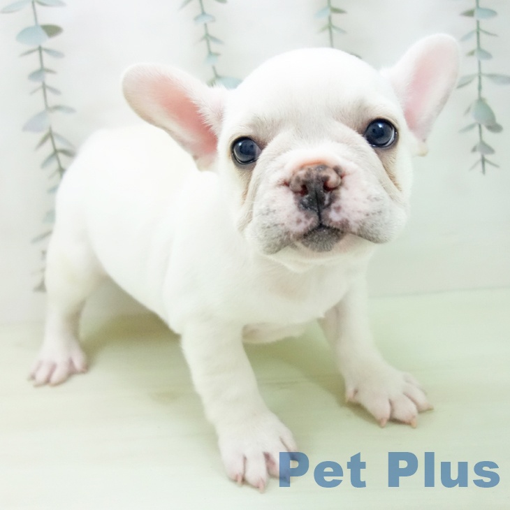 フレンチ・ブルドッグ