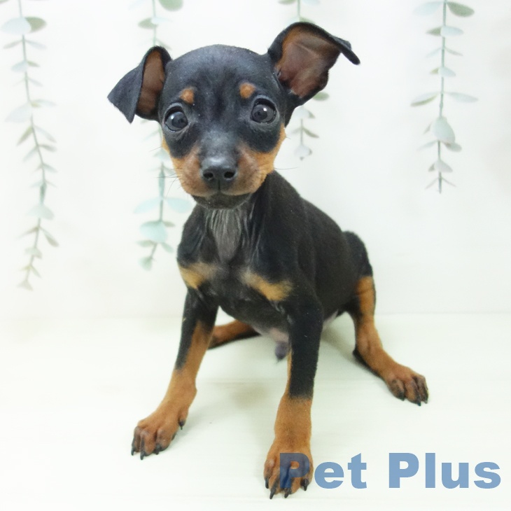 ミニチュア・ピンシャーの写真2