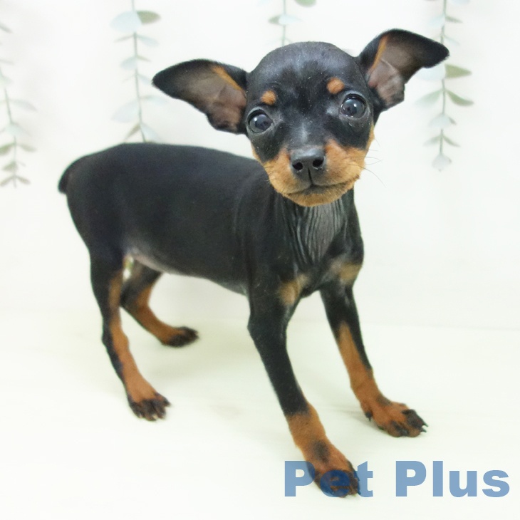 ミニチュア・ピンシャー