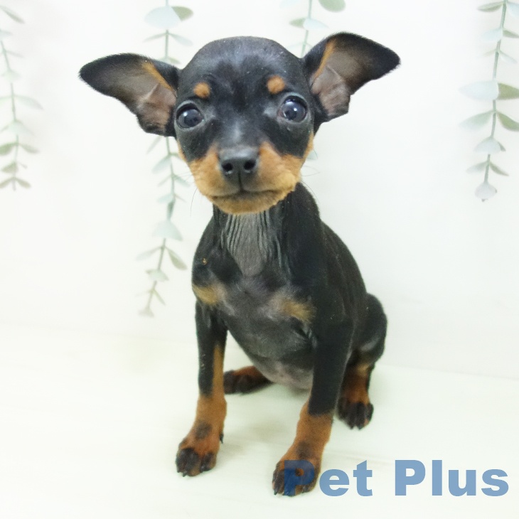 ミニチュア・ピンシャーの写真2