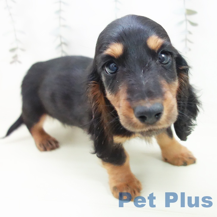 ミニチュア・ダックスフンド