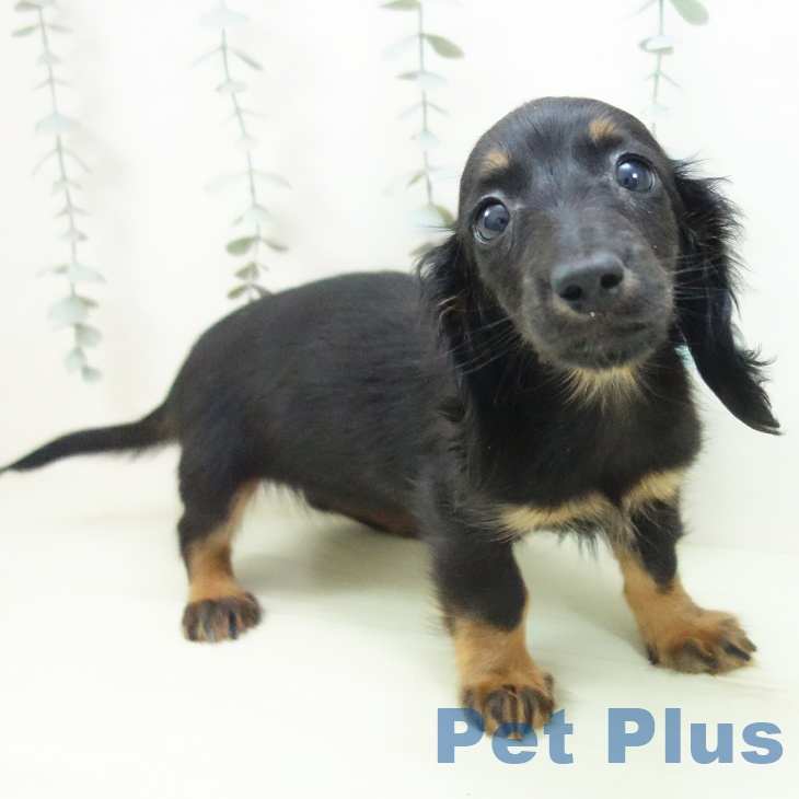 ミニチュア・ダックスフンド