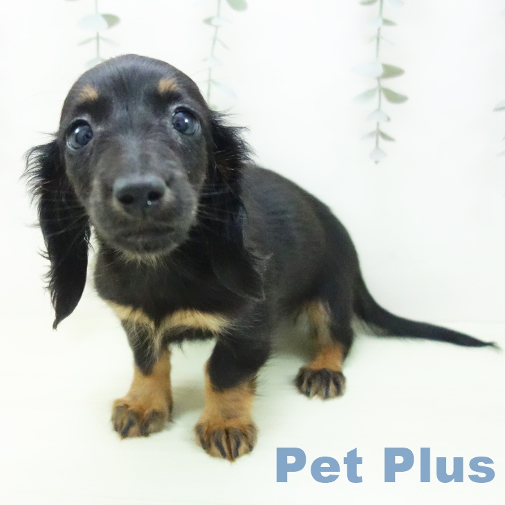 ミニチュア・ダックスフンドの写真2