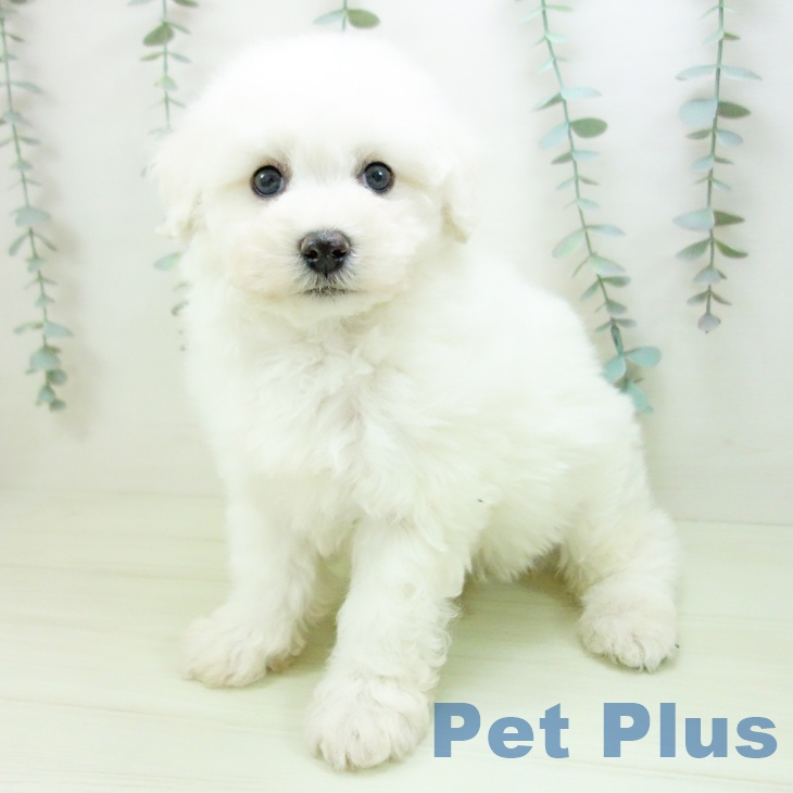 ビション・フリーゼ