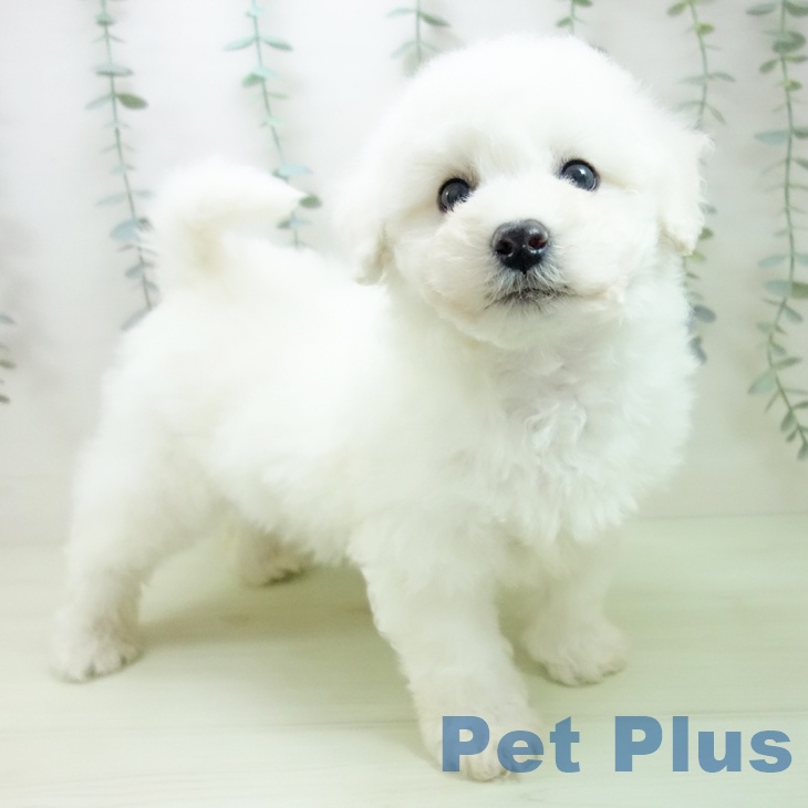 ビション・フリーゼ