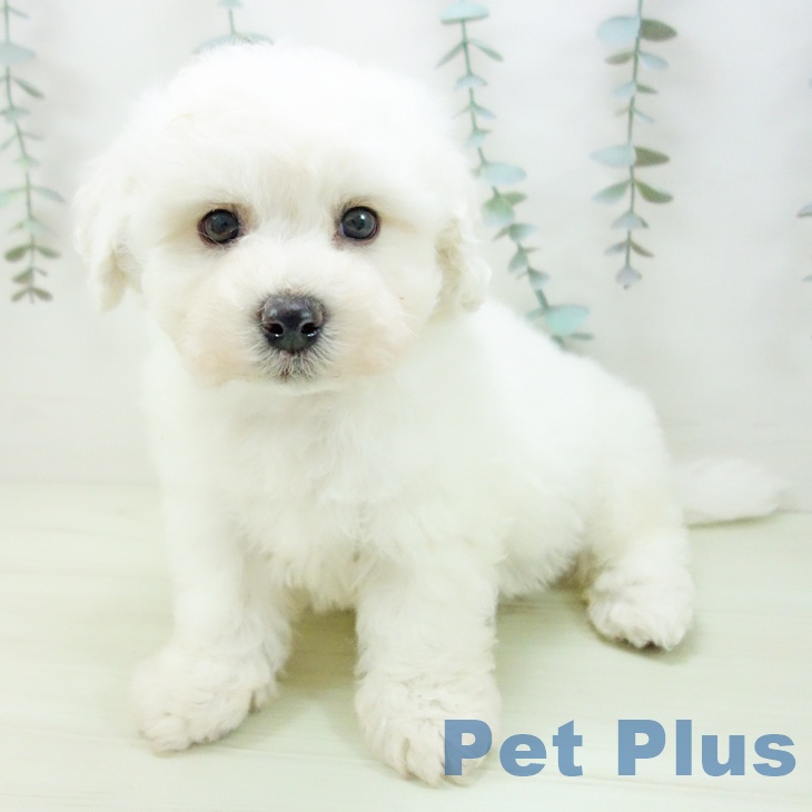 ビション・フリーゼ