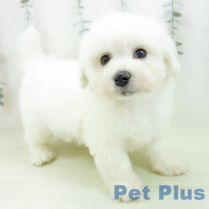 ビション・フリーゼ