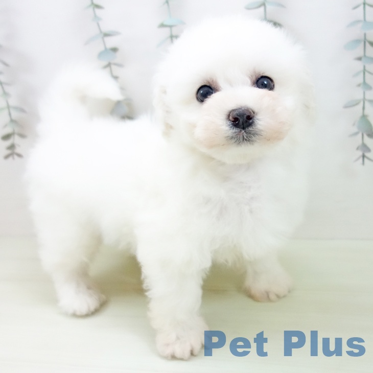 ビション・フリーゼ