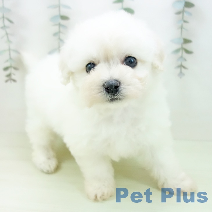 ビション・フリーゼの写真2