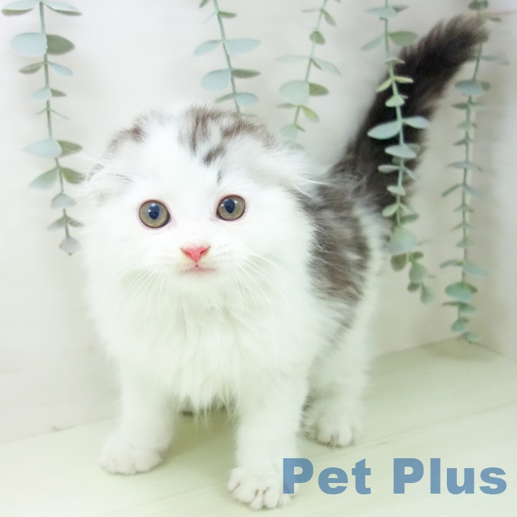 スコティッシュフォールド