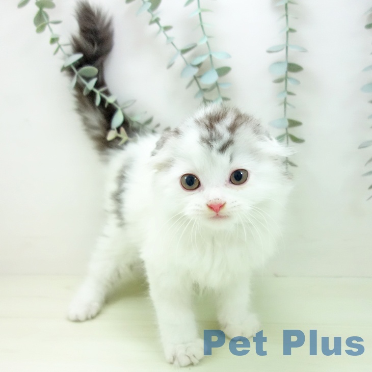 スコティッシュフォールド