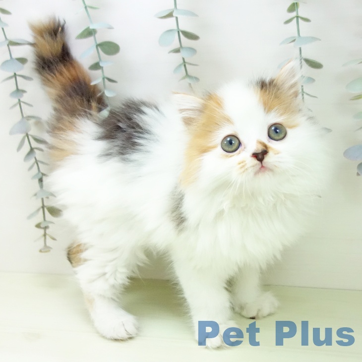 スコティッシュフォールドの写真2