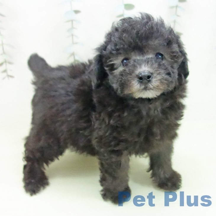 トイ・プードルの写真2