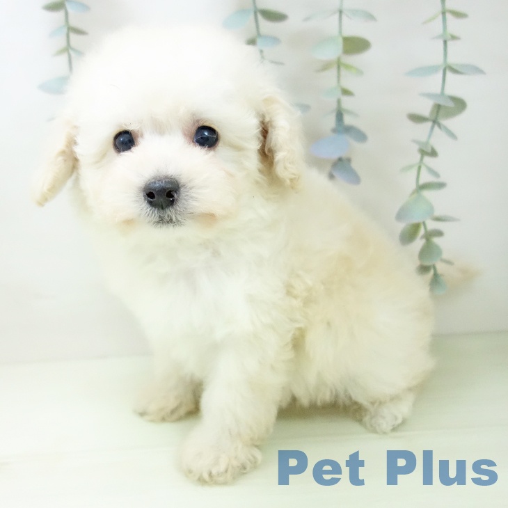 トイ・プードルの写真2