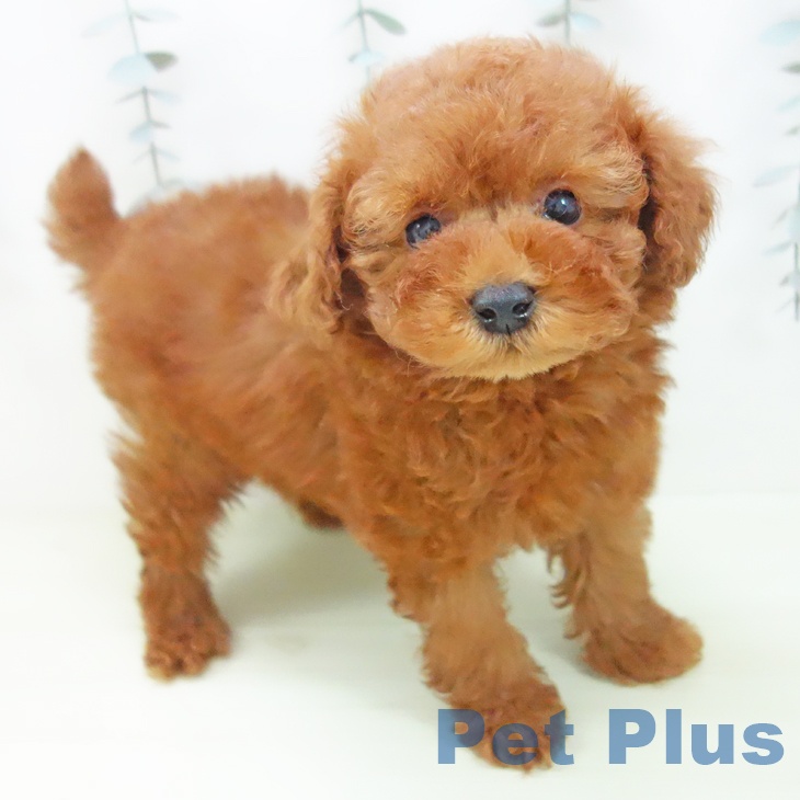 トイ・プードル