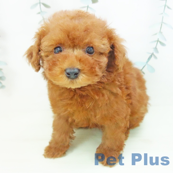 トイ・プードル