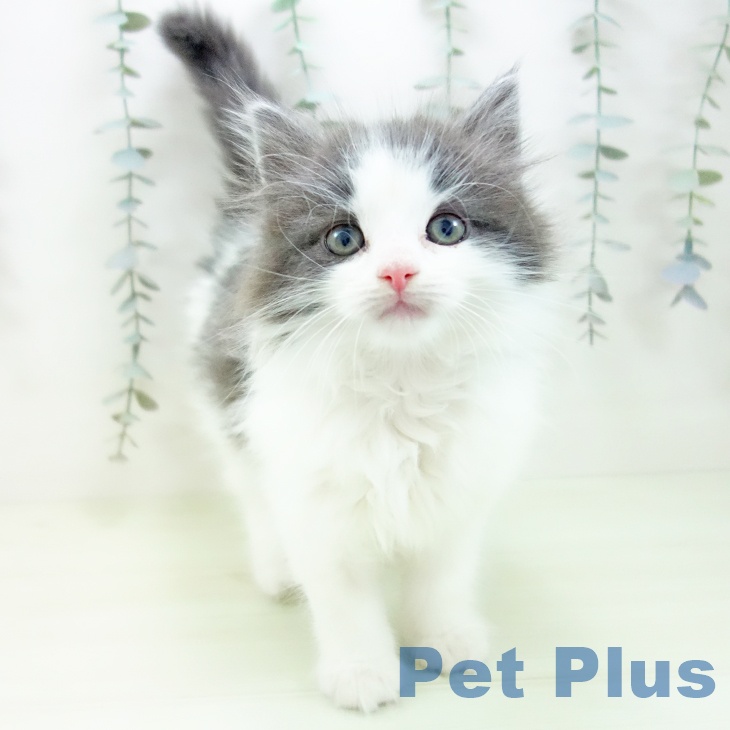 ノルウェージャンフォレストキャット