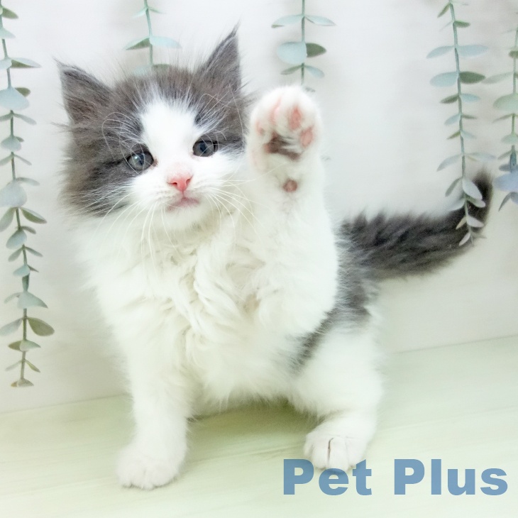 ノルウェージャンフォレストキャットの写真2