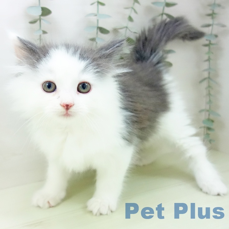 ノルウェージャンフォレストキャットの写真2