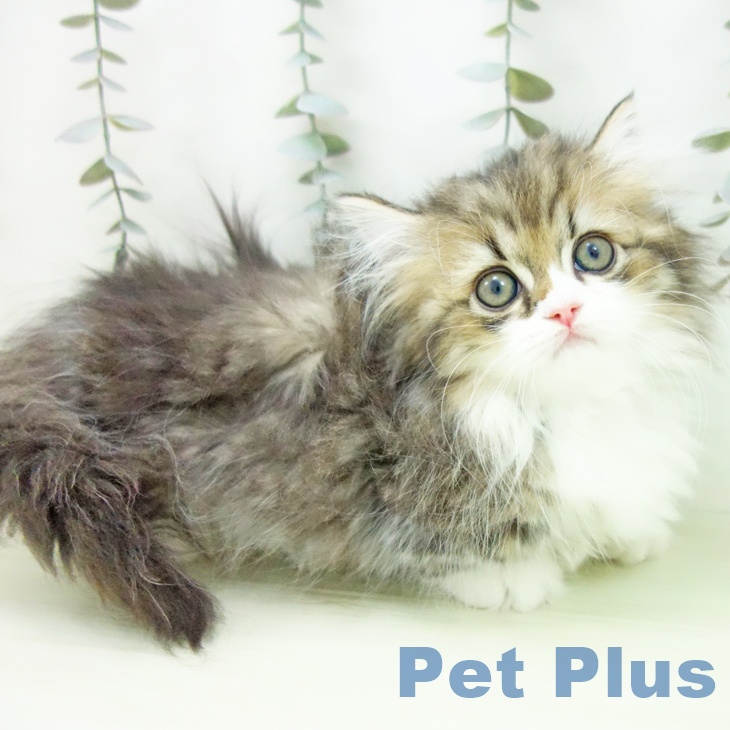 ミヌエットの写真2