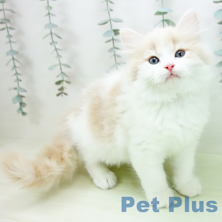 愛知県のマンチカン (ペッツワン 東海店/2026年1月23日生まれ/男の子/クリームタビーホワイト)の子猫