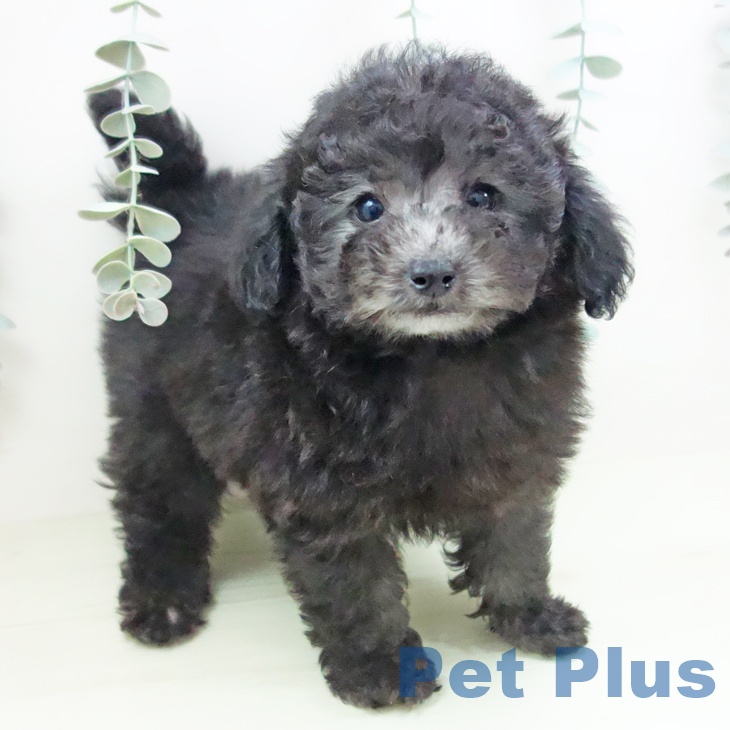 トイ・プードル