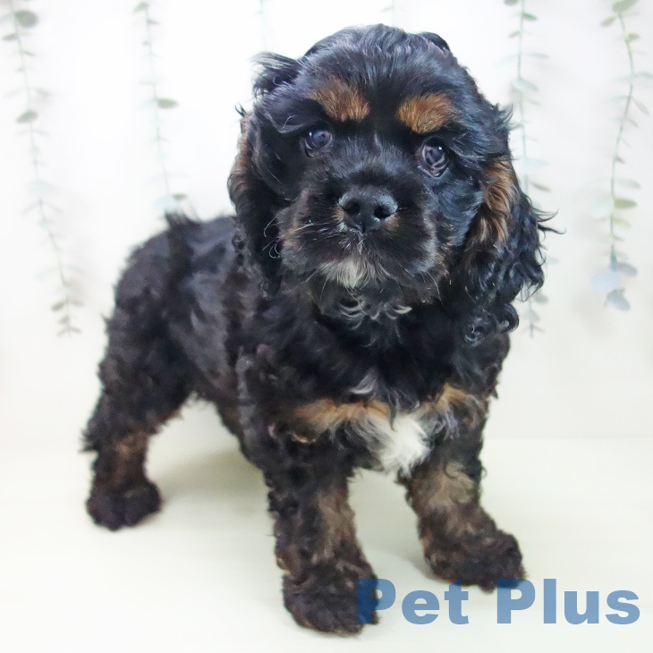 アメリカン・コッカー・スパニエル