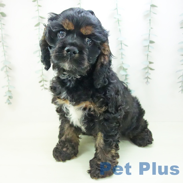 アメリカン・コッカー・スパニエルの写真2