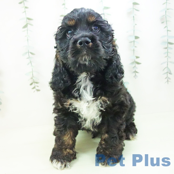 アメリカン・コッカー・スパニエルの写真2