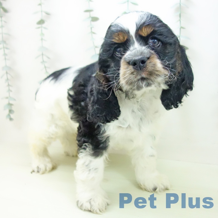 愛知県のアメリカンコッカースパニエル (ペットプラス mozoワンダーシティ店/2026年1月25日生まれ/男の子/ブラックホワイトタン)の子犬の1枚目の画像